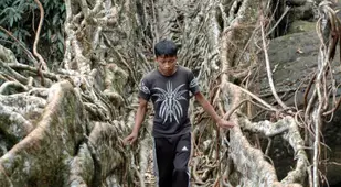 Man Walking On A Tree Root Bridge