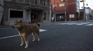 Wild Dog Roaming Irradiated Fukushima Street