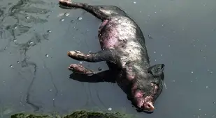 Dead Pig Yangtze Tributary