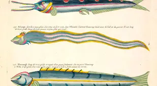 Colorful Drawings Of Bandfish