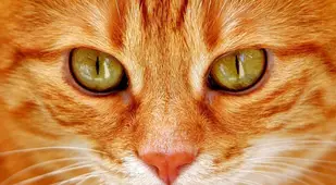Closeup On Orange Cat's Eyes