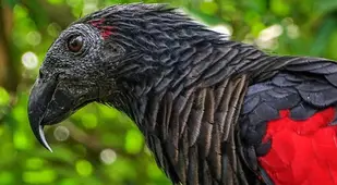 Pesquet Parrot Detail Face
