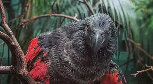 Wet Dracula Parrot