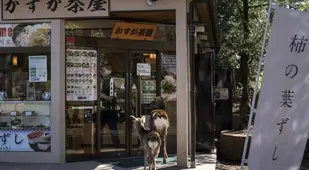 Deer In Front Of Japanese Cafe