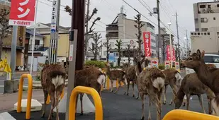 Deers In Japan