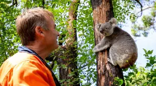 Koala And Rescuer