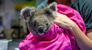Koala In Blanket