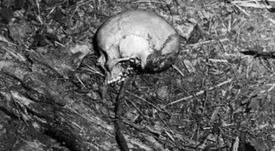 Skull Of Ted Bundy Victim Denise Naslund