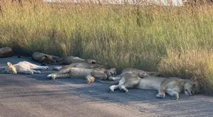 South African Lions