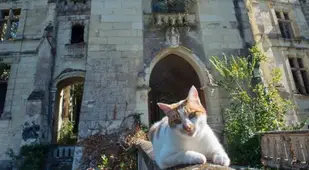 Cat At The Château