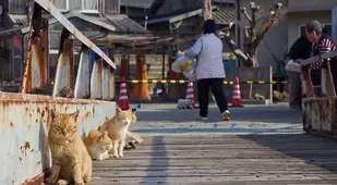 Aoshima Cats