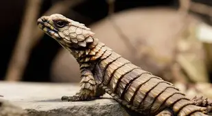 Armadillo Lizard In Zoo