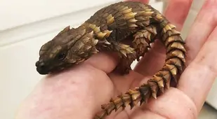 Armadillo Lizard On Persons Hand