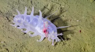 Carb Hitches Ride On Sea Pig