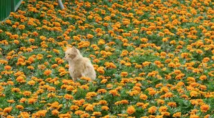 Cat Among Flowers