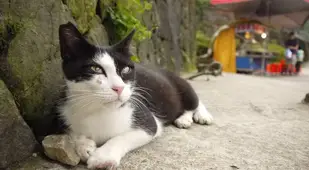 Cat At Houtong Village