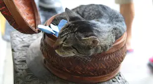 Cat In Bowl