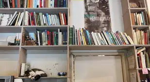 Cat On Book Rack