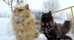 Cats In Snow