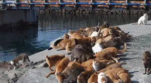 Cats On Pier