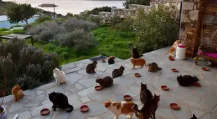 Cats On The Porch