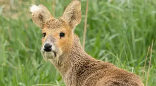 Chinese Water Deer Among Grass