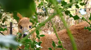 Chinese Water Deer Behind Brush