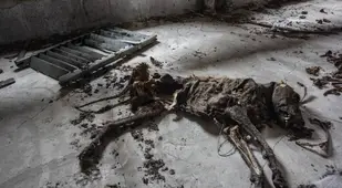 Dead Dog In Abandoned Hospital