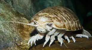 Deep Sea Giant Isopod