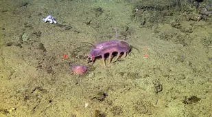Deep Sea Pig