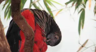 Dracula Parrot Cleaning Itself