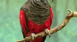 Dracula Parrot On A Branch