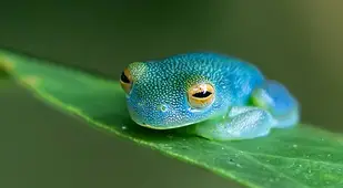 Emerald Glass Frog