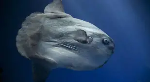 Giant Mola Mola
