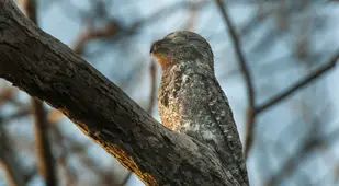 Great Potoo At Dusk