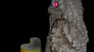 Great Potoo At Night