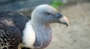 Griffon Vulture Neck