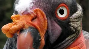 King Vulture Face Up Close