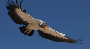 Scary King Vulture Bird