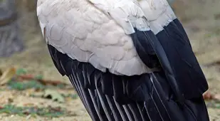 King Vulture In Washington Zoo