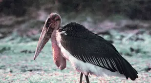 Scary Marabou Stork Bird