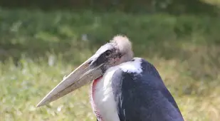 Marabou Stork Slouching