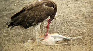 Martial Eagle Eating