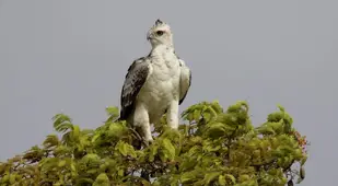Martial Eagle On The Treetop