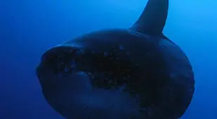 Mola Mola In The Dark Ocean