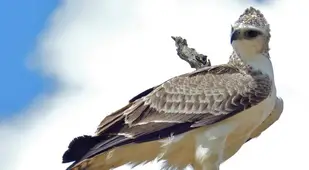 Perched Martial Eagle