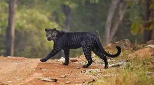 Rare Black Leopard