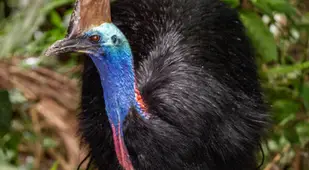Southern Cassowary Standing In Dirt