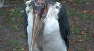 Standing Marabou Stork