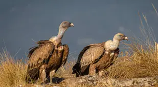 Two Griffon Vultures